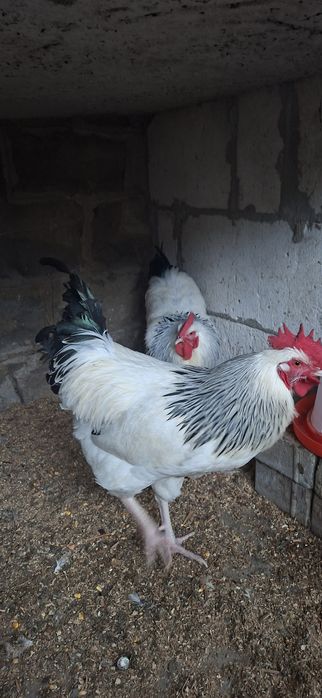 Cocoși susex anul 2025