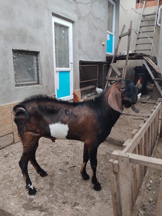 Vând țap anglonubian