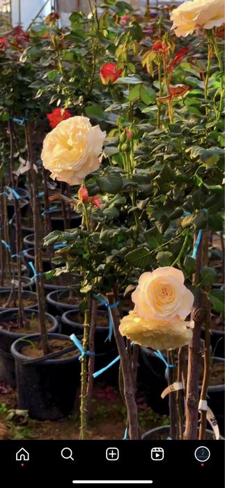 Shtamp Gul, Manzarali Gul