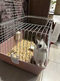 Продам кролика с клеткой