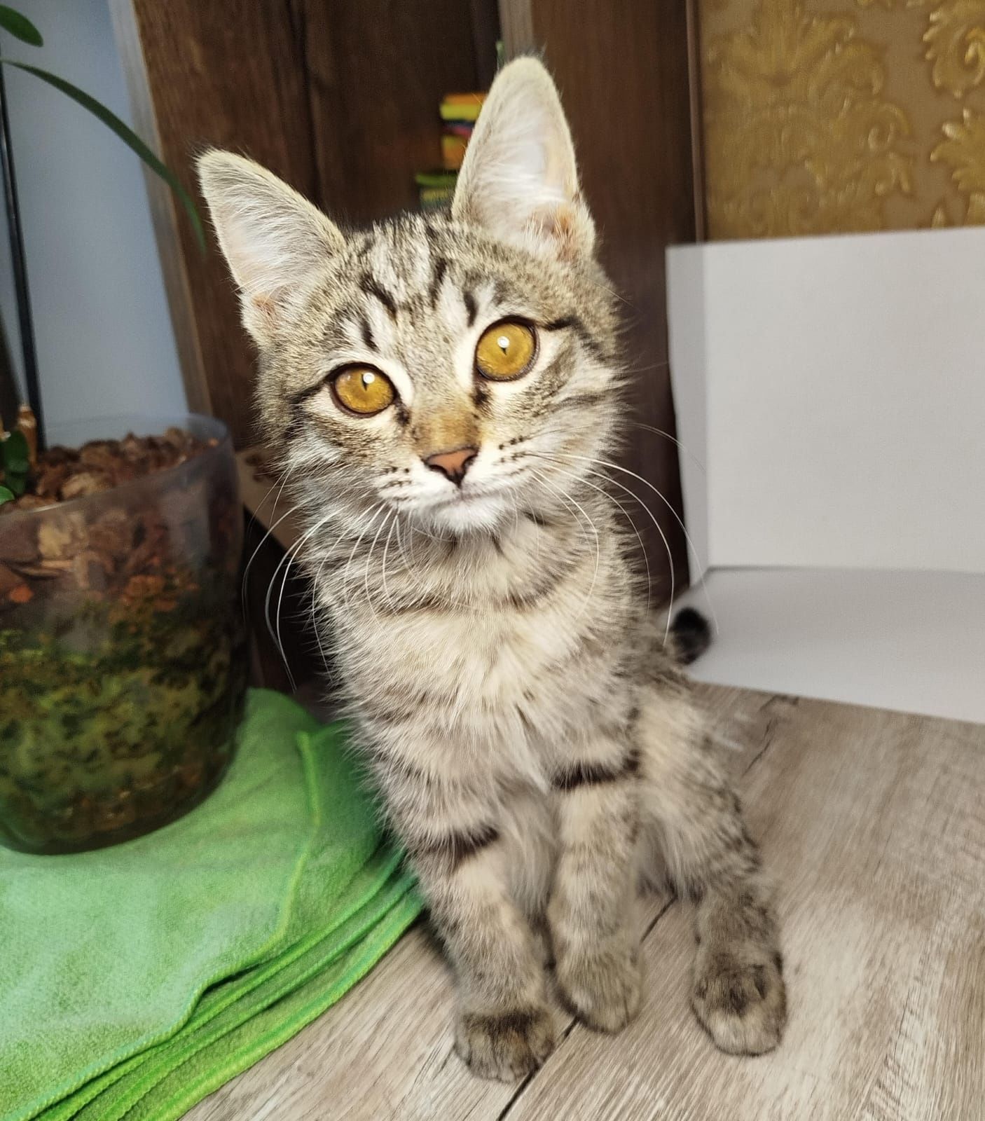 Пристраивается котенок