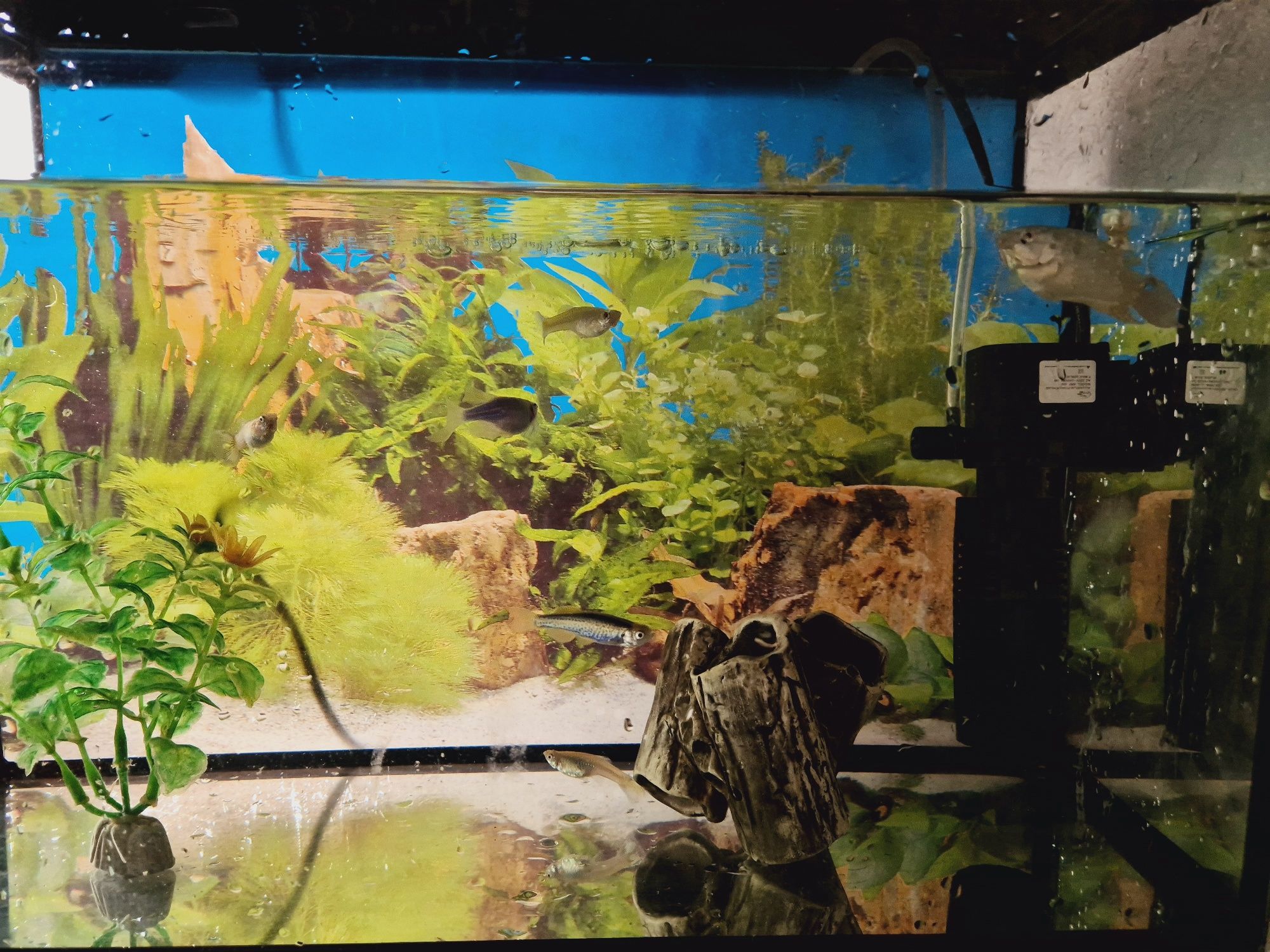 аквариум и рыбы для дома