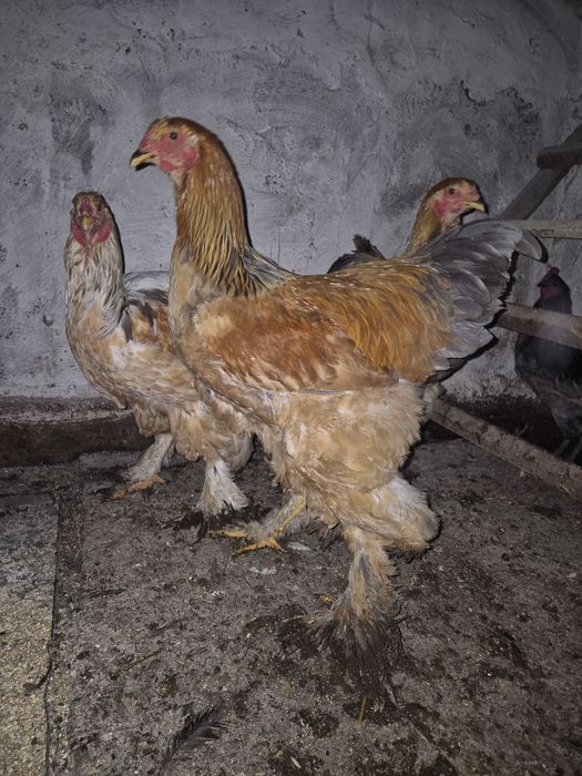 Vand cocosi tineret(6 luni) brahma columbia lemon, australorp