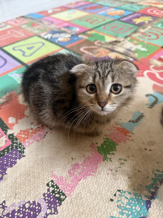 продам кошку хорошие руки