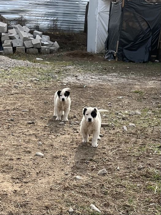 Продам щенка сао алабай тобет