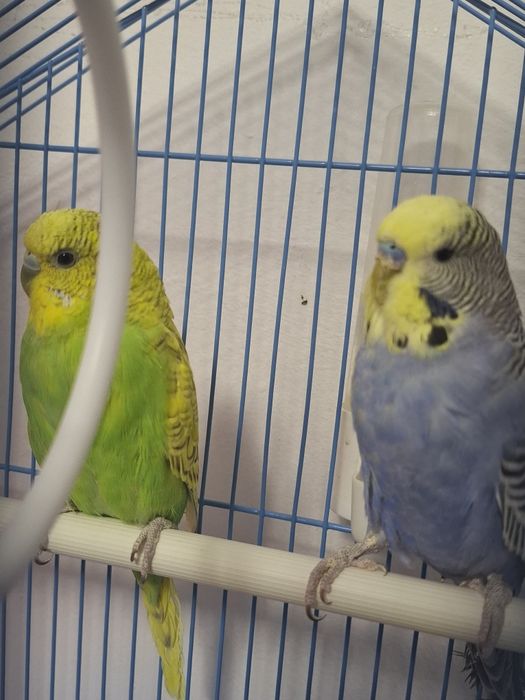 Vand papagali perusi