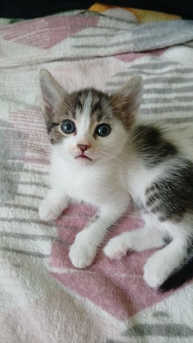 6 pui de pisică spre adoptie