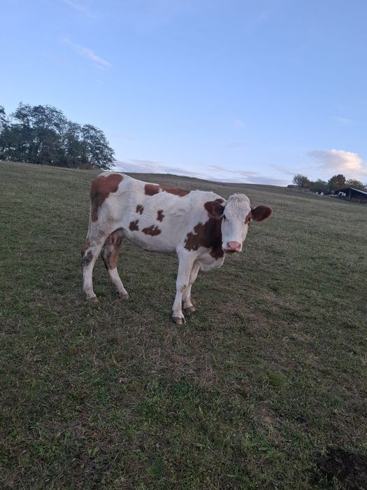 Vând vacă si jurincă!