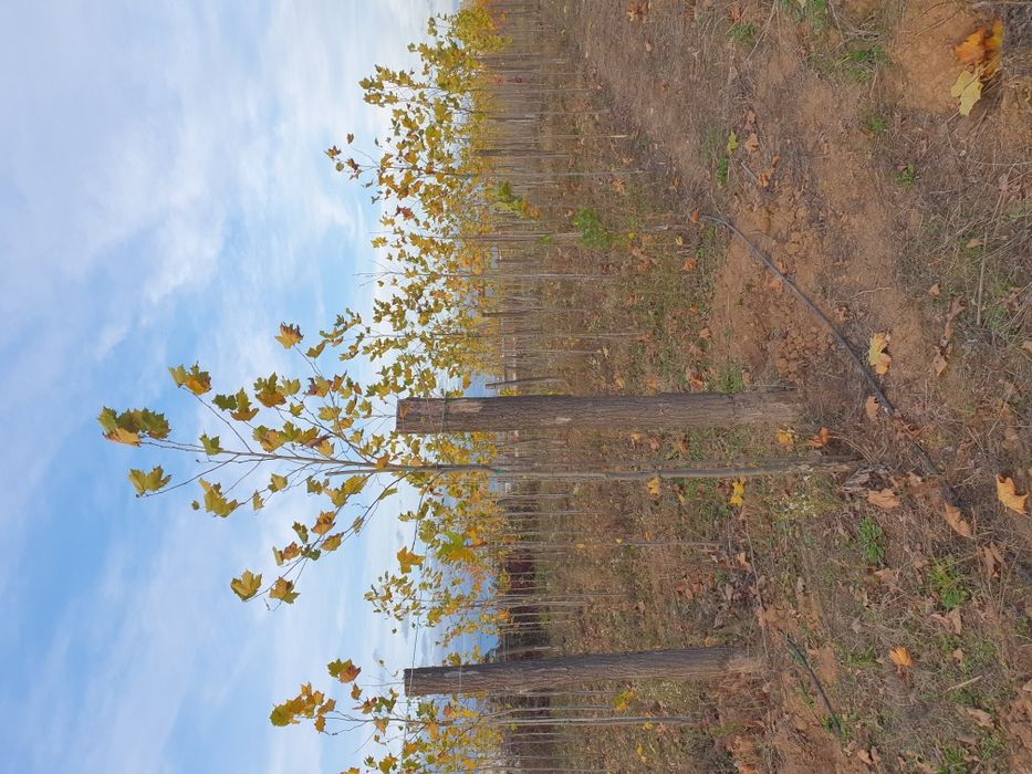 Mesteacăn alb/ Tei / Platani/Paltin /Frasin Stejar/Artarde la 2 la 5m