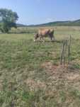 Vând vaca gestanta in 4 luni