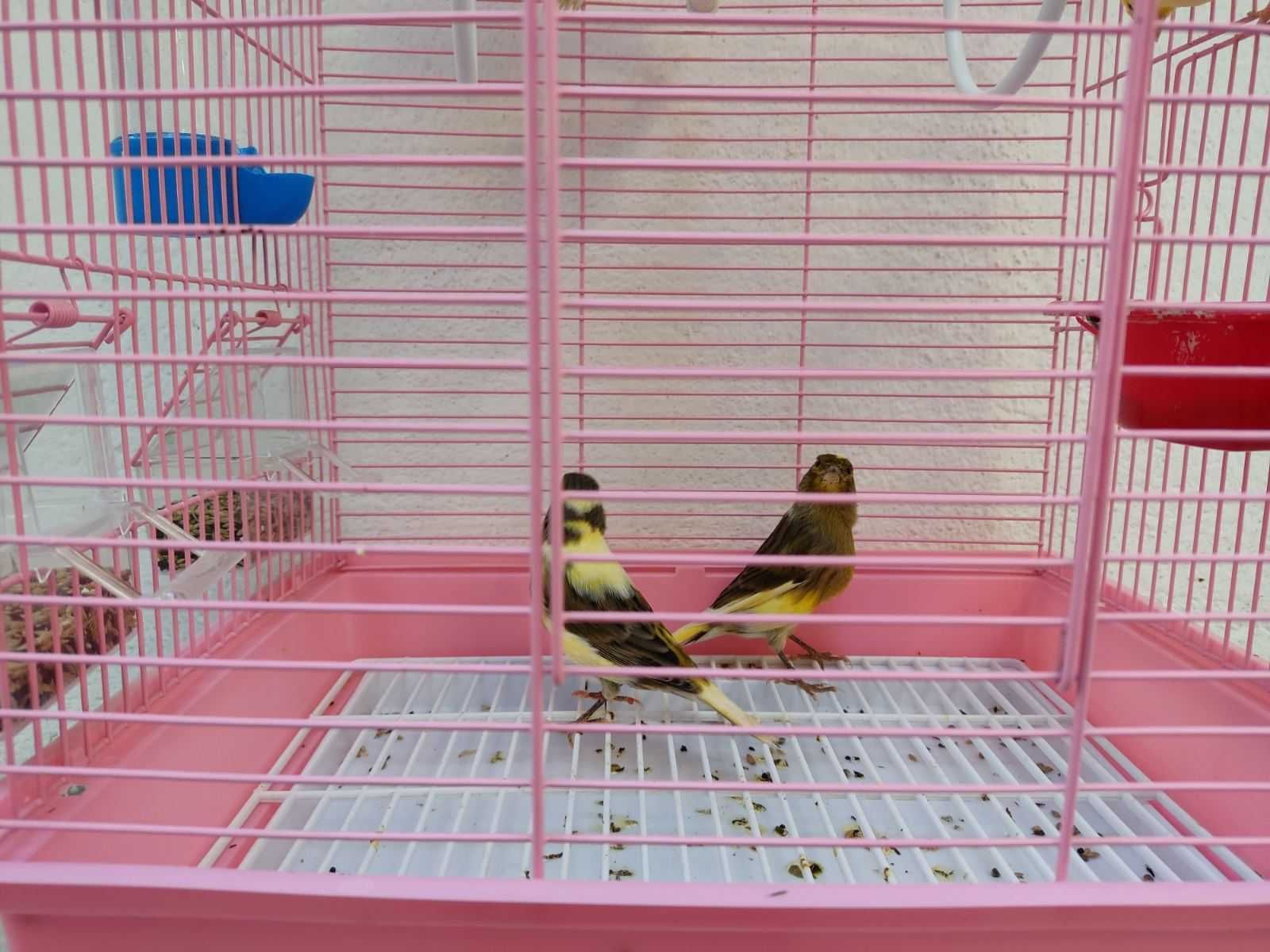 Млади канарчета люпени март месец