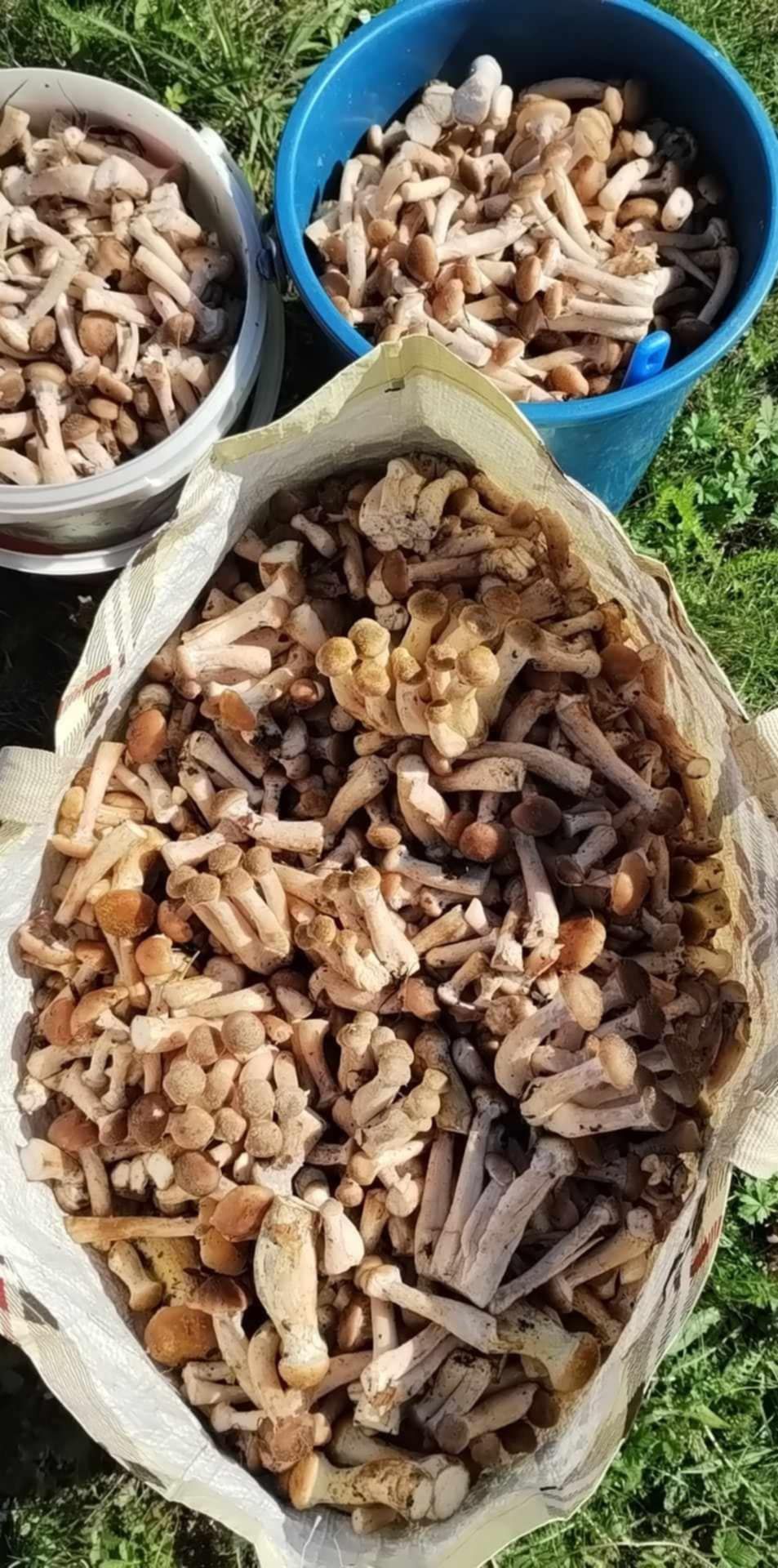 Vând opintici mărunței