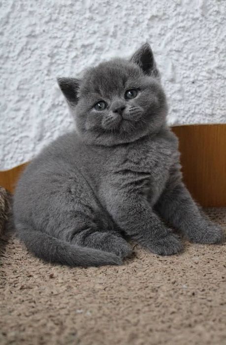 Băiețel british shorthair pedigree