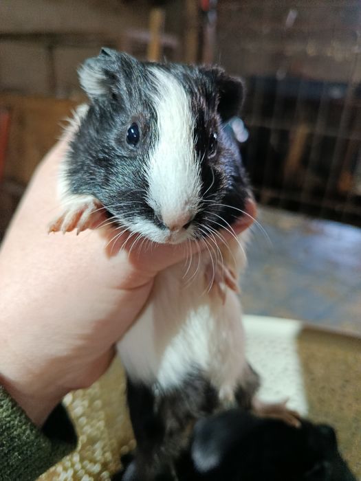 Vând porcușori de guineea pui