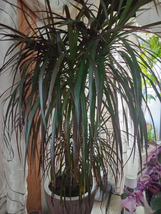 Продам Стрелиция Николая, драцена