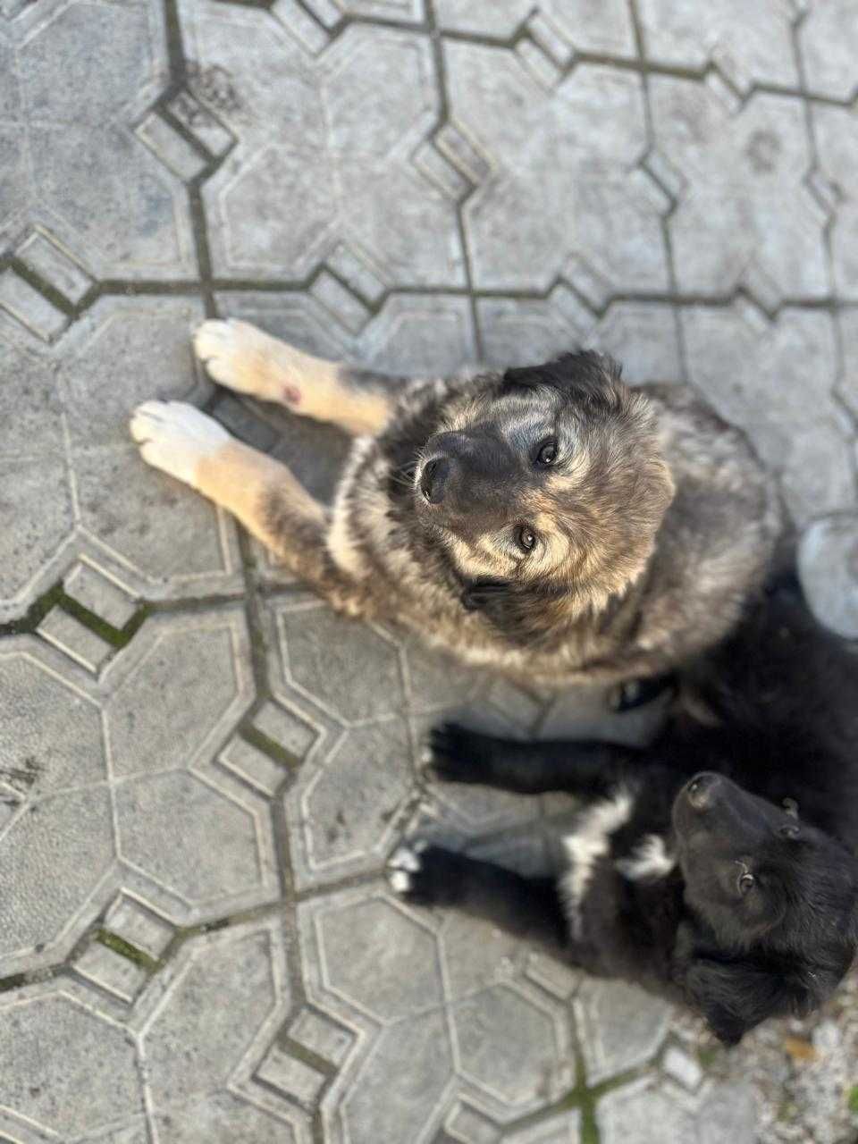 Щенки в добрые руки