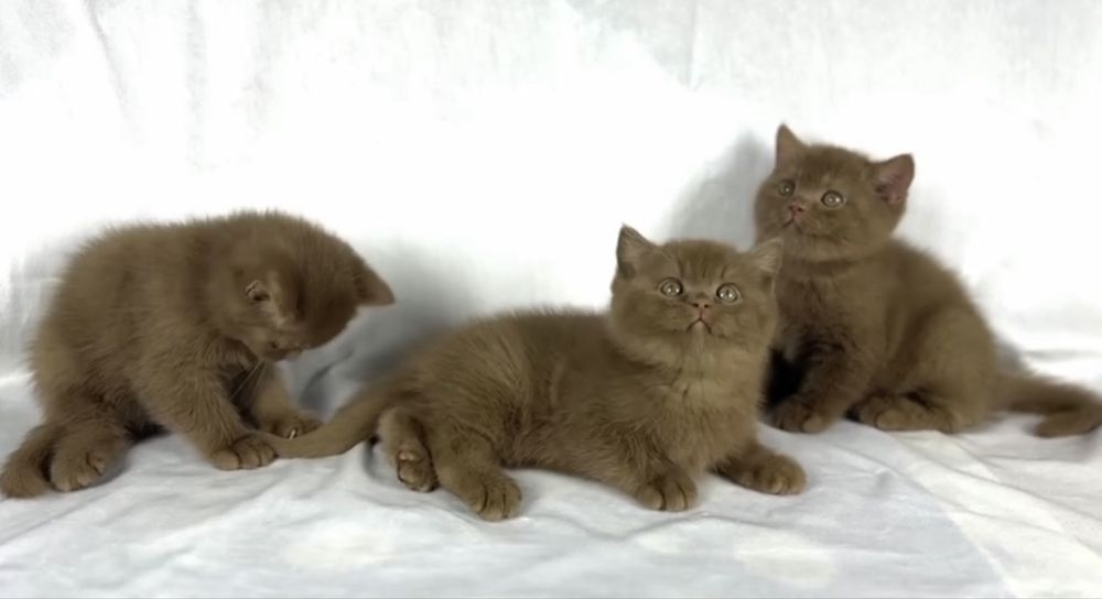 Британская короткошёрстная Котёнок окрас циннамон,