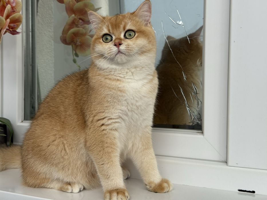Btitish shorthair. golden