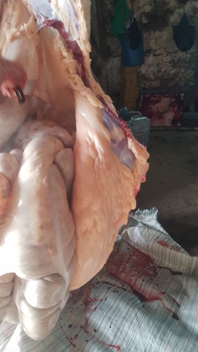 Согым Жабагы (конина) Баянауыл