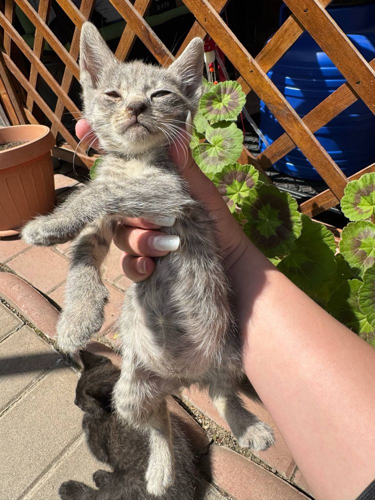 Donez 4 pui de pisică adorabili! ÎN BRĂILA