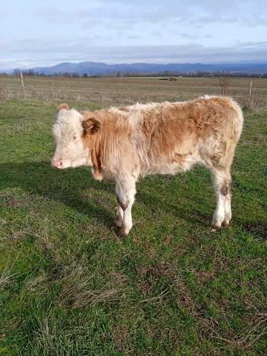 Vând 2 vițele bălțate