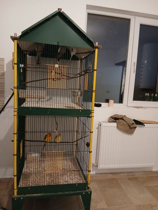 Papagali, cantatori si nimfe