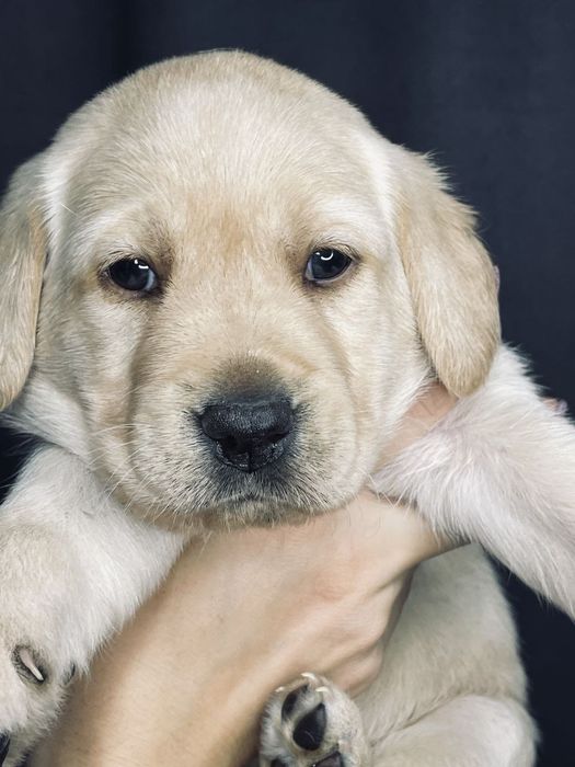 Продаются чистокровные ЩЕНКИ ЛАБРАДОРА ретривера