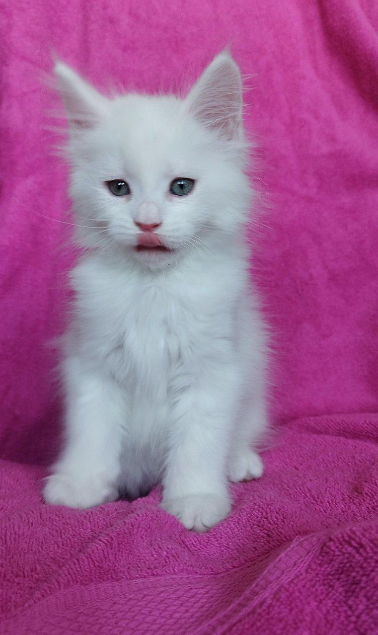 Котята майн куна