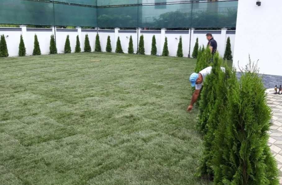 Plante Ornamentale de exterior Oriunde in tara Transport Gratuti