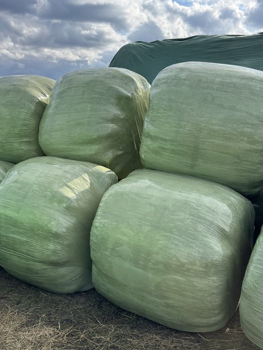 Baloti de lucerna infoliati