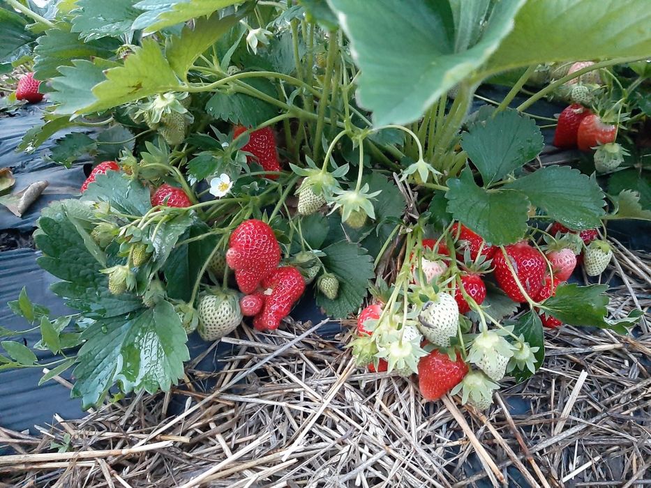 Stoloni Capsuni Remontante ALBION și soiuri anuale