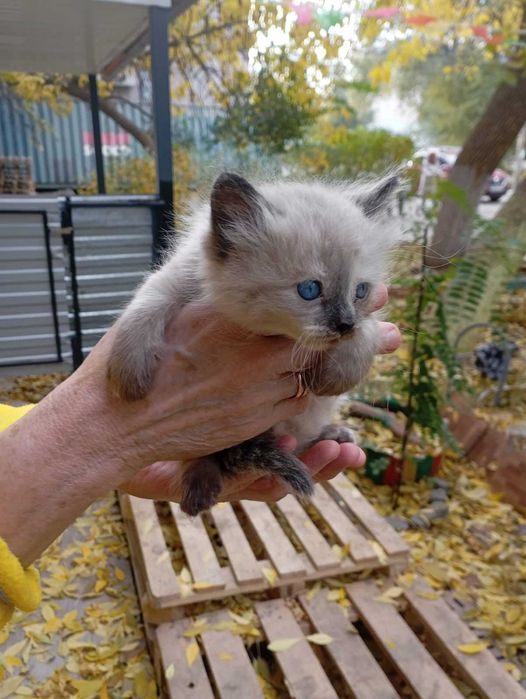 Пристраиваются милые котята