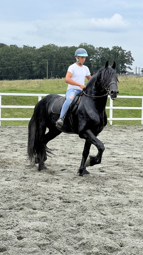 Armăsar Friesian echitație călărie
