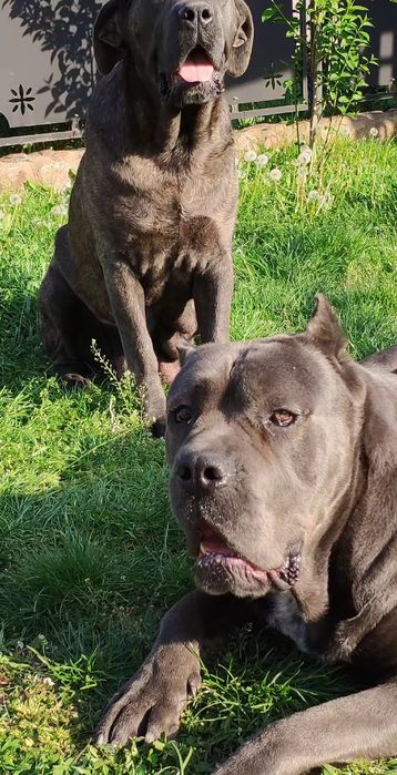 Mascul Cane Corso Gri Blue, Pedigree+