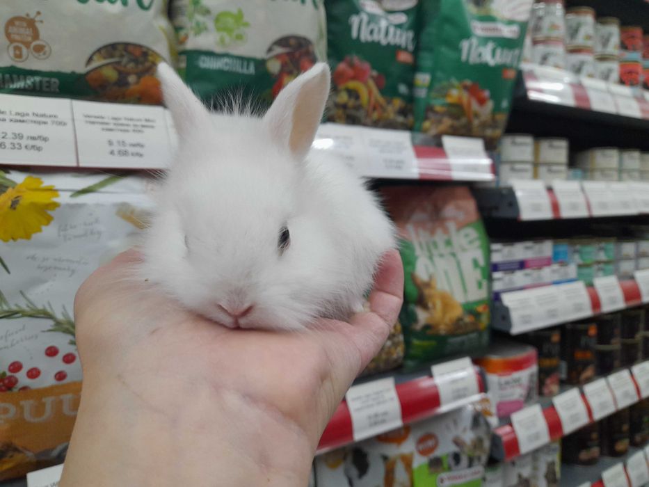 Декоративни мини зайчета на 1 месец