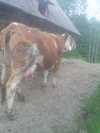 Vând vaca  de 6 ani cu vitea baltata românească