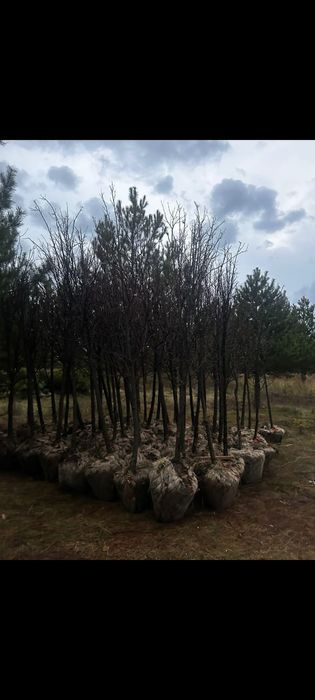 липа мелколистная саженцы