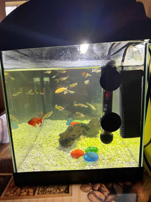 Vand acvariu cu pesti