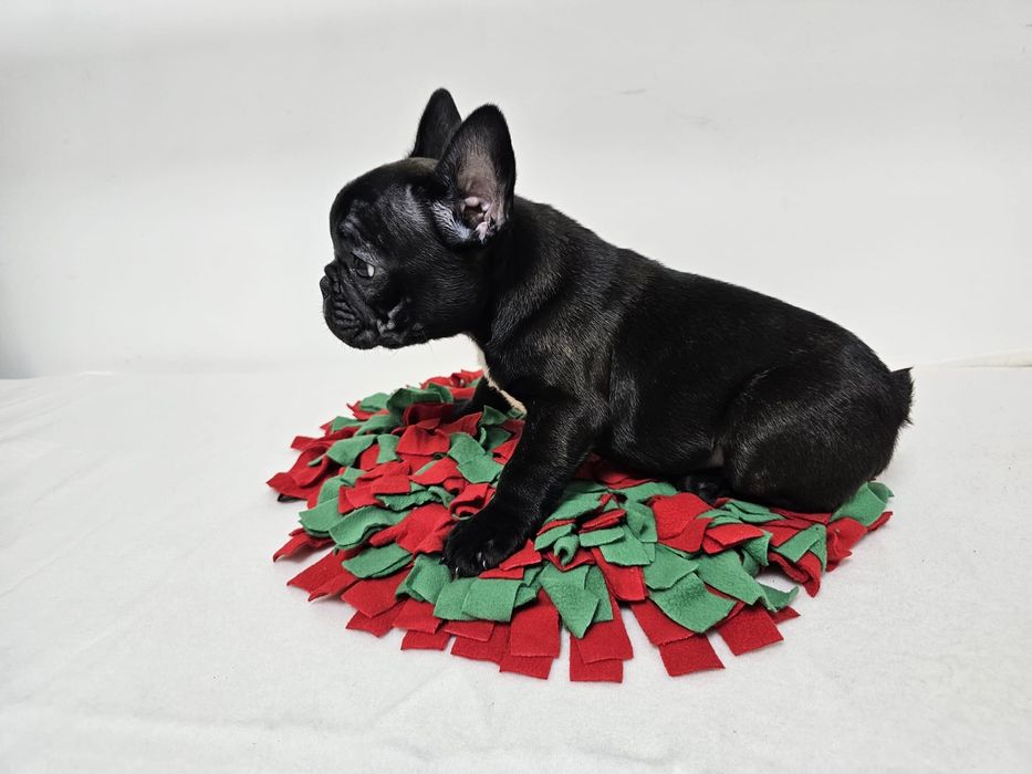 Bulldog francez femela