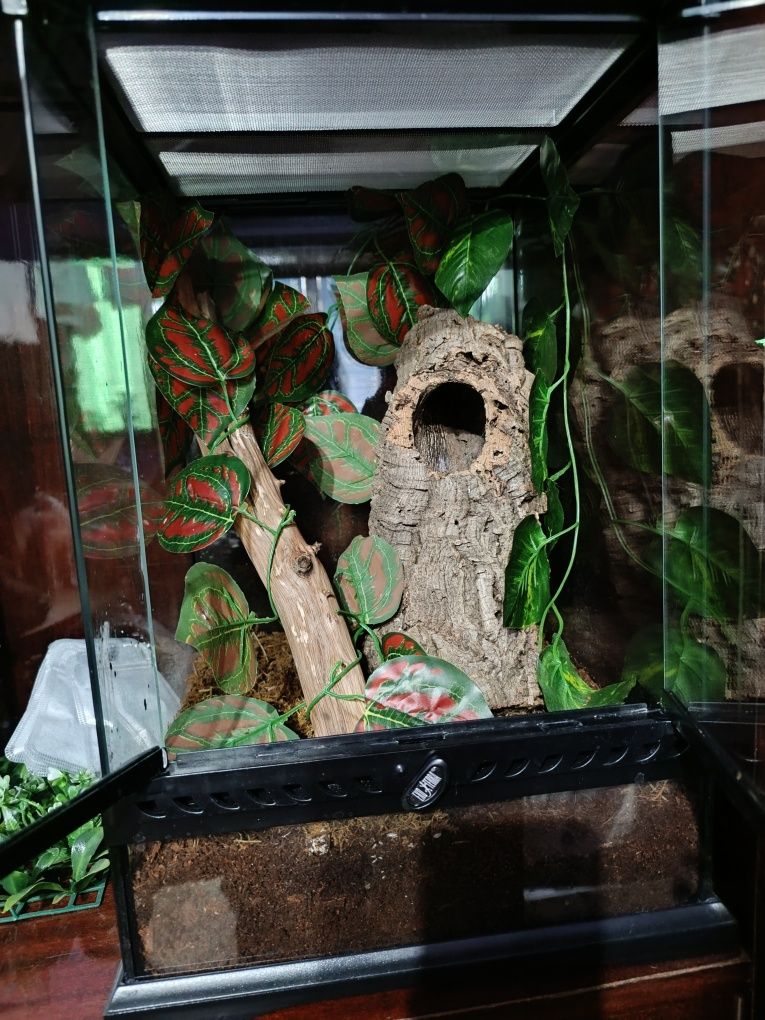 Тарантула Poecilotheria regalis женска