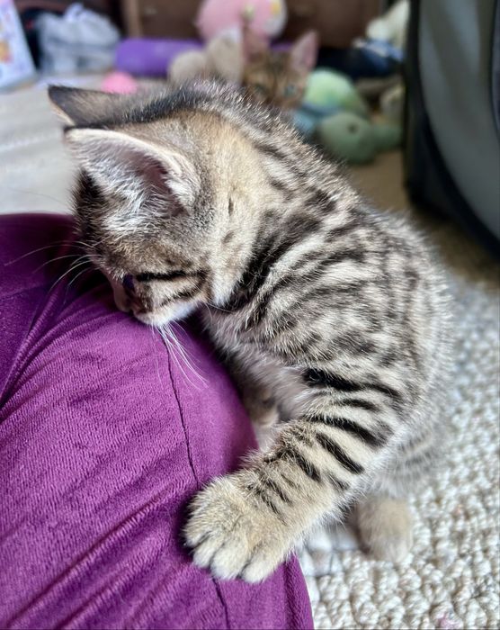 Бенгалско мъжко коте