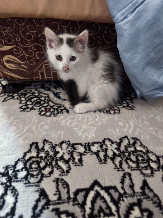 Кошка 2 месяца мальчик бесплатно