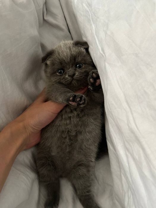 Продается чистокровный скоттиш фолд