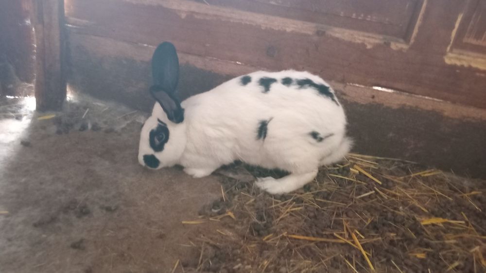 Disbonibil 7 iepoaice si 2mascul