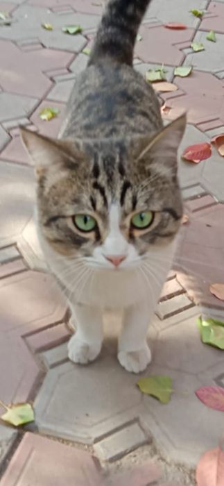 Отдадим котика 1 год