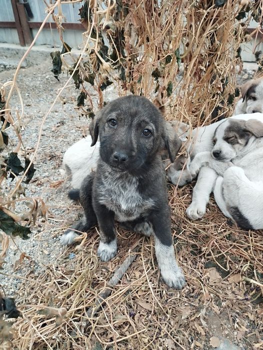 Тобет кушиктер срочно жаксы караетын адам га