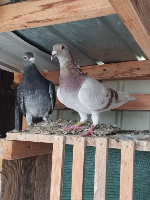 Vând    poștași voiajori