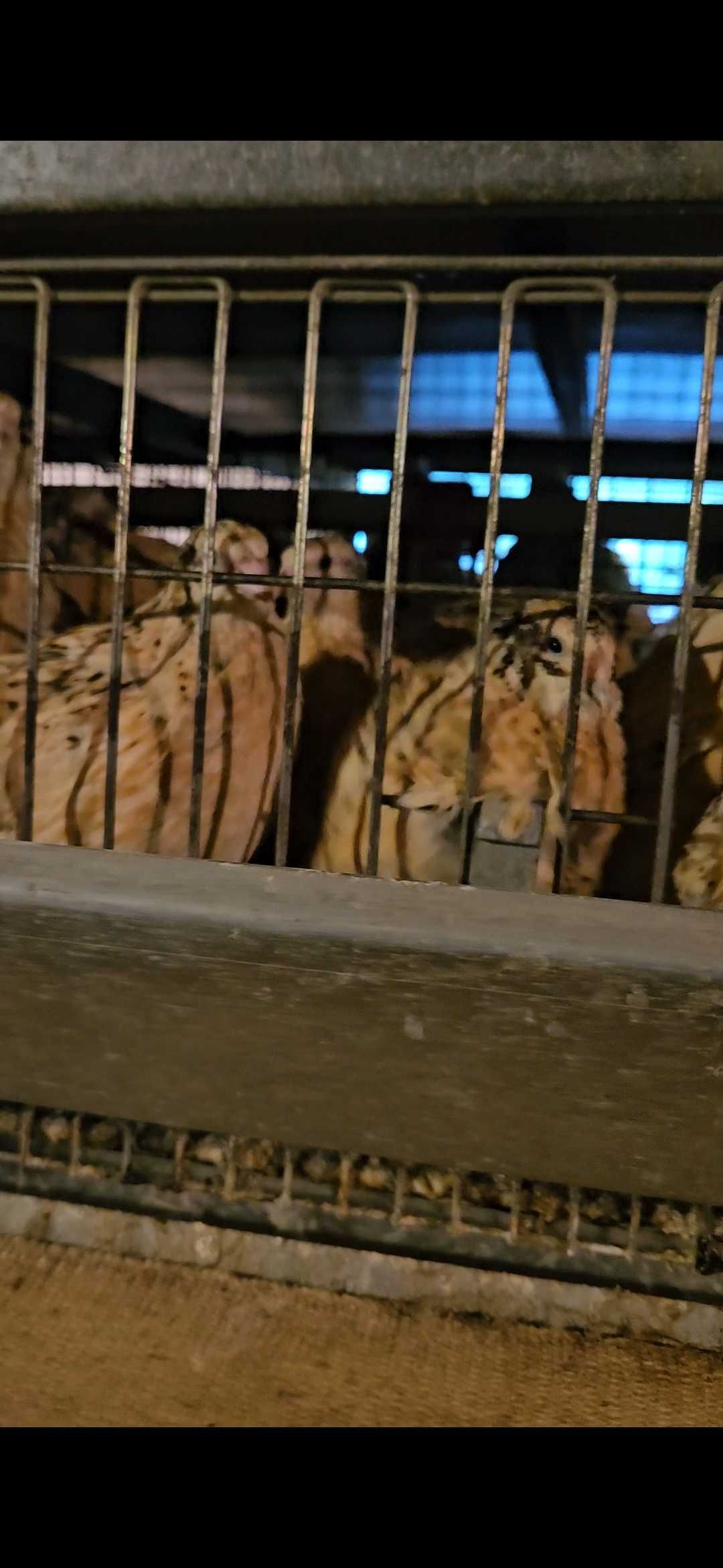 Продам перепелиные яйца
