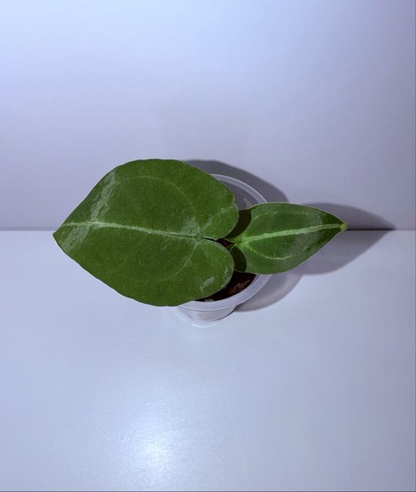 Антуриум, комнатные растения, комнатные цветы