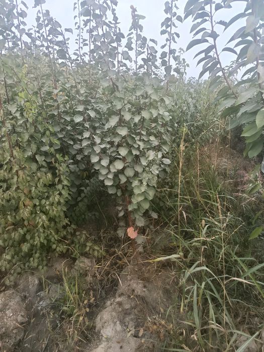 Mevali daraxtlar hammasi kafolatlanadi